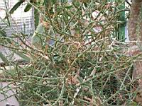 Opuntia leptocaulis (fam Cactacees) (Mexique, S-O des USA) (2) (Photo F. Mrugala)